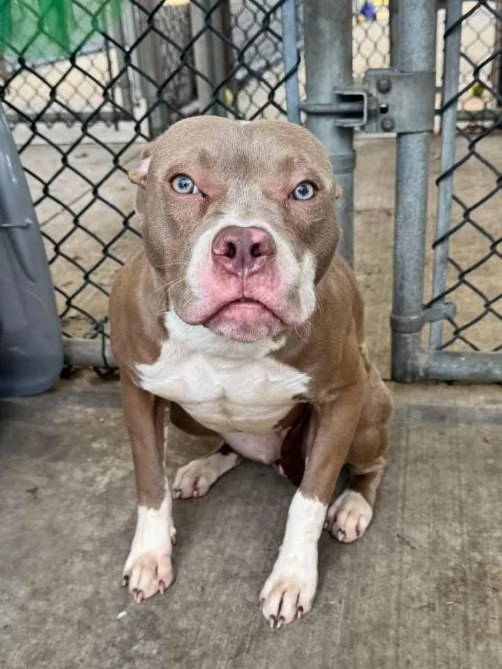 Milkshake thumbnail 3