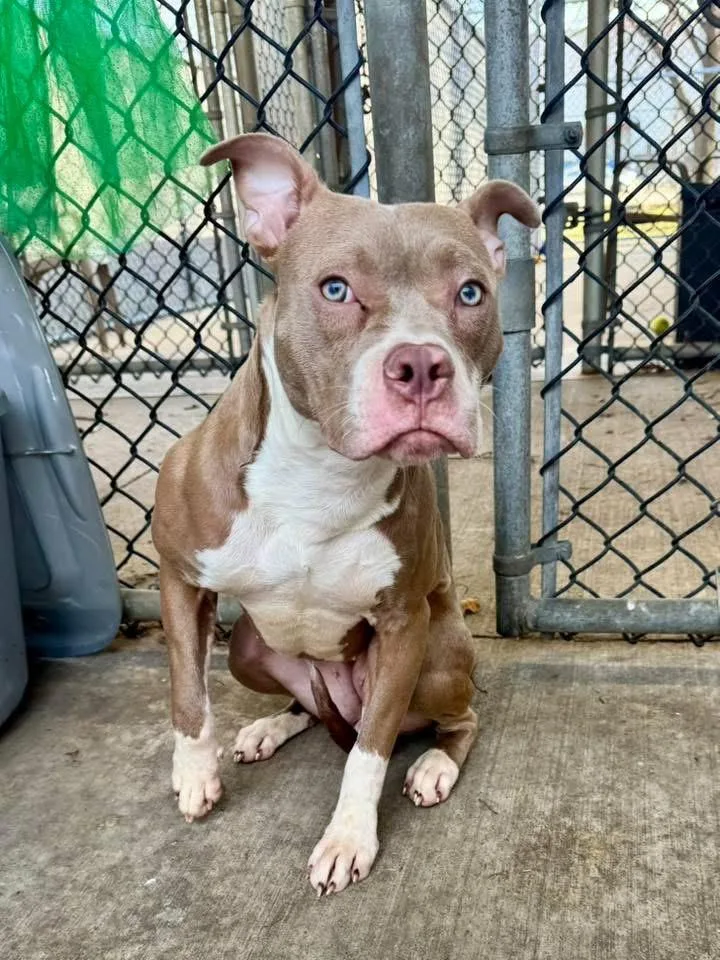 Milkshake thumbnail 4