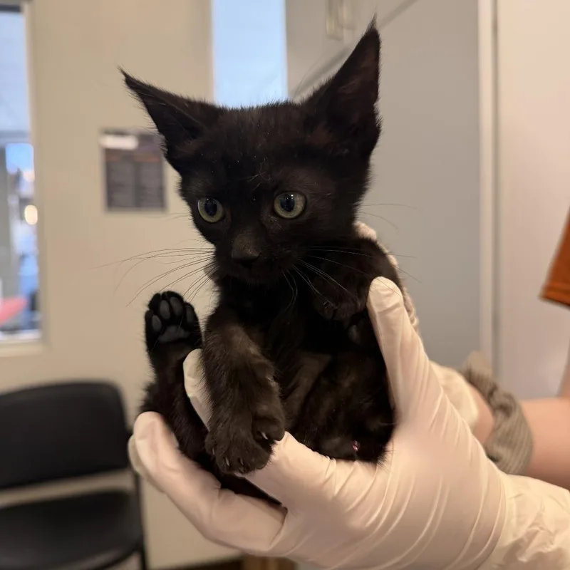 A baby small-sized male Black Domestic Short Hair cat named Topsy for adoption in Rifle, CO