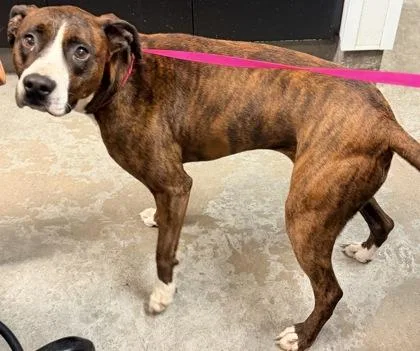 An adult medium-sized female Pit Bull Terrier dog named Shelby for adoption in Bowling Green, KY