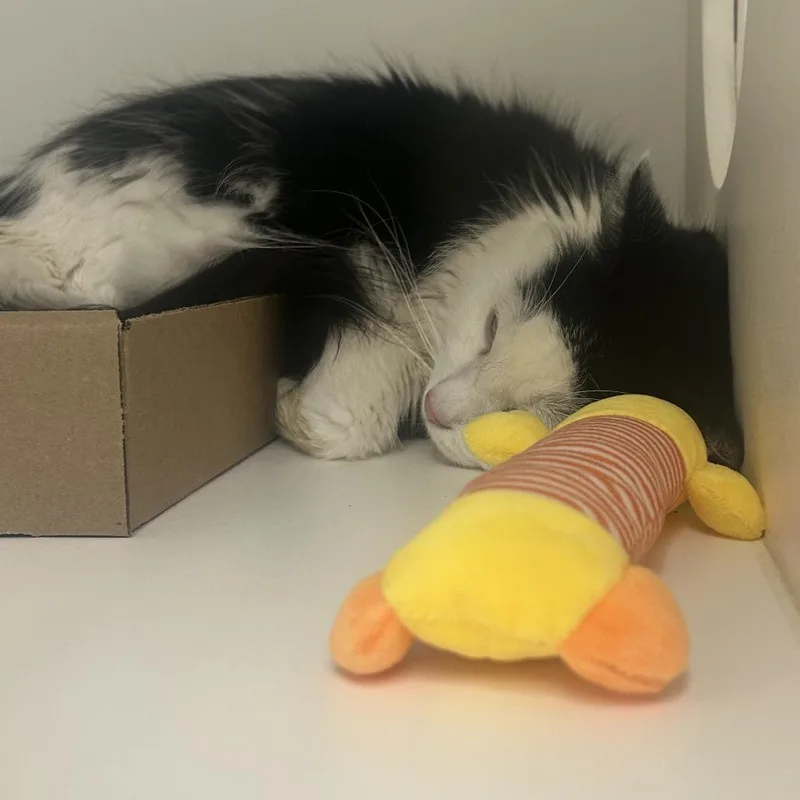 An adult large-sized male White Domestic Short Hair cat named Saquon for adoption in Philadelphia, PA