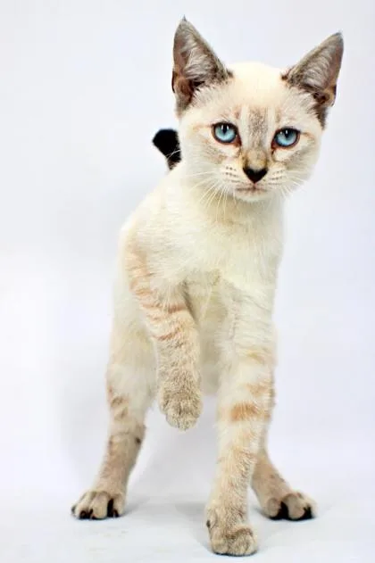 A baby small-sized male Domestic Short Hair cat named Stefan for adoption in Morton Grove, IL
