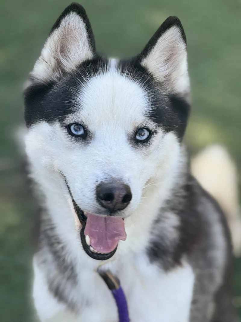 An adult medium-sized female Black Siberian Husky dog named Ginny for adoption in Anderson, IN