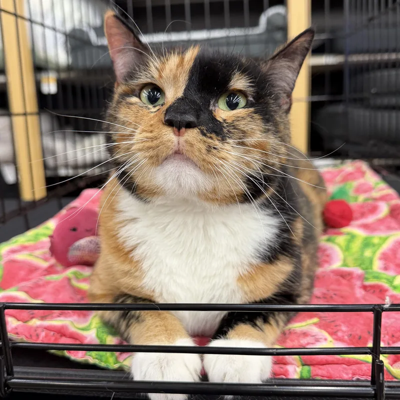 An adult medium-sized female Calico cat named Eevee  Beautiful Calico for adoption in League City, TX
