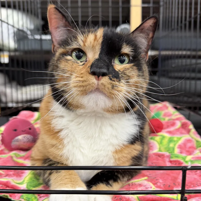 Eevee  Beautiful Calico thumbnail 2