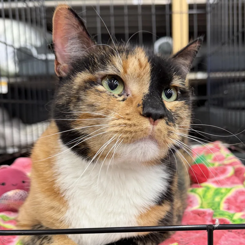 Eevee  Beautiful Calico thumbnail 3