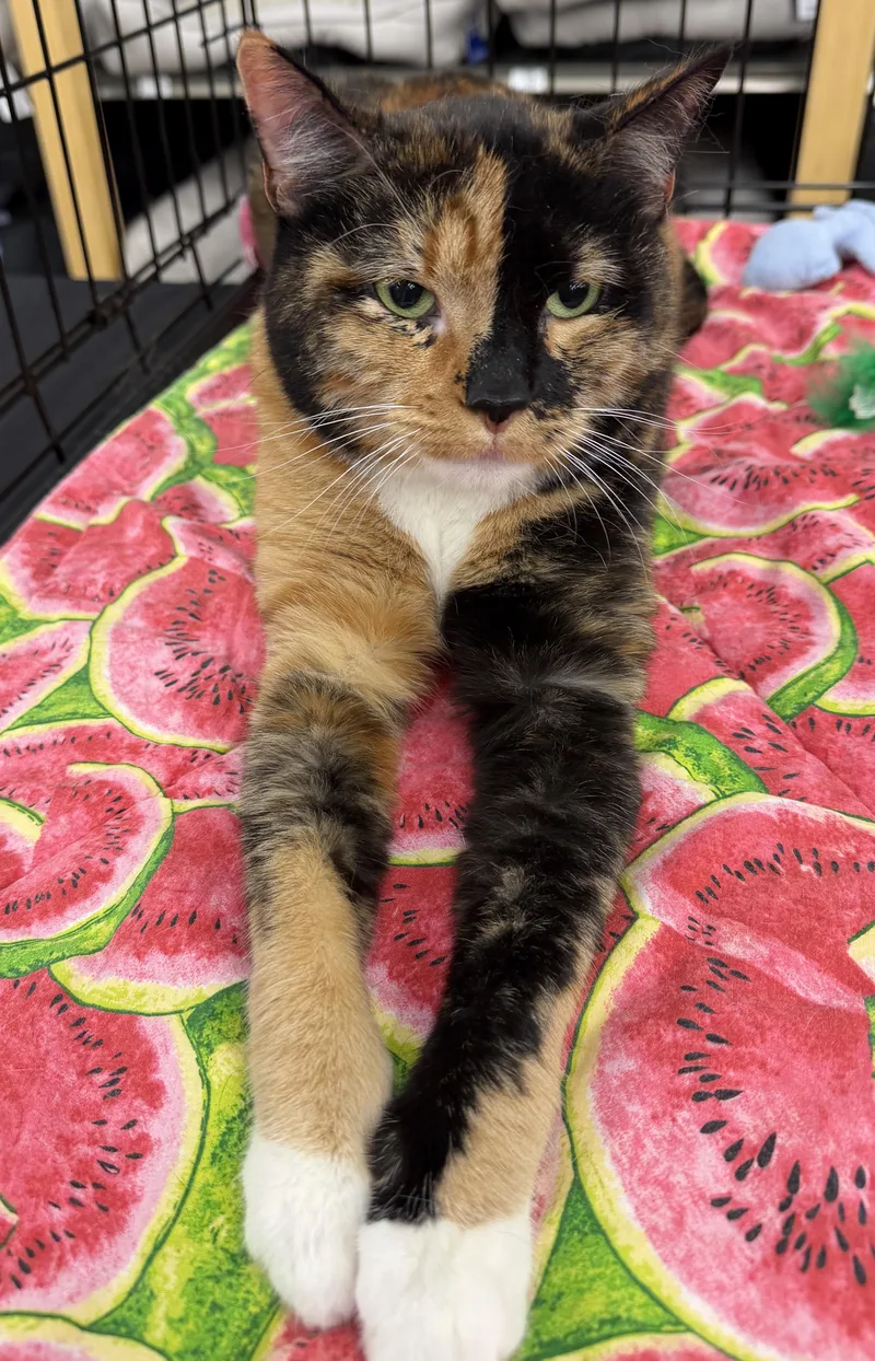 Eevee  Beautiful Calico thumbnail 4