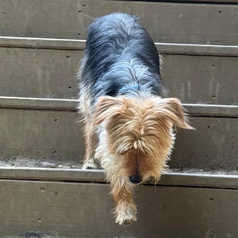 An adult small-sized male Brown / Chocolate Yorkshire Terrier dog named Bobby for adoption in West Chester, PA