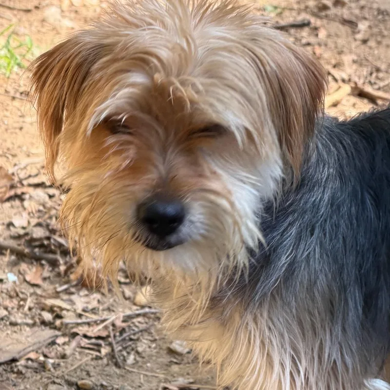 Bobby thumbnail 2