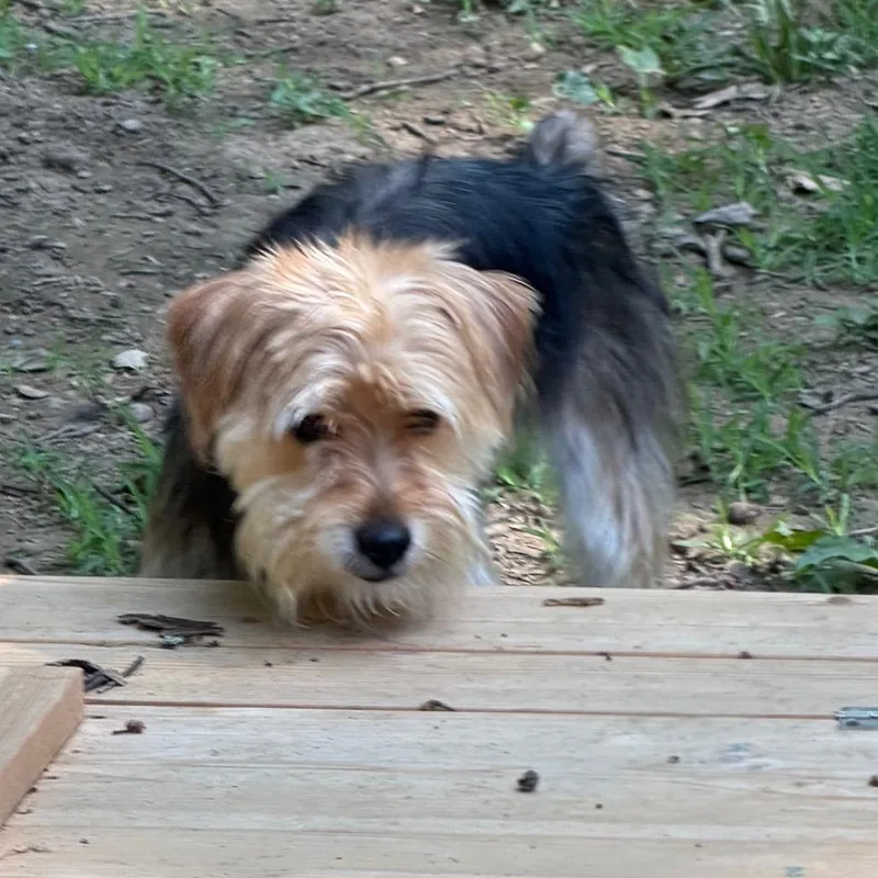 Bobby thumbnail 3