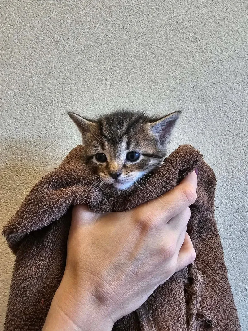 An adult medium-sized female Domestic Short Hair cat named Bonnie for adoption in Rockwall, TX