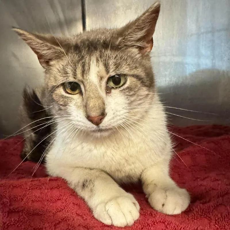 An adult medium-sized male Gray / Blue / Silver Domestic Short Hair cat named Auto for adoption in Edwardsville, IL