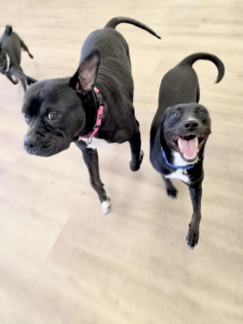 A young medium-sized female Black Pit Bull Terrier dog named Queenie for adoption in Scottsdale, AZ