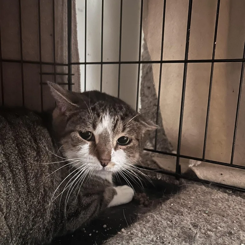An adult large-sized female Domestic Short Hair cat named Maggie for adoption in East Hartford , CT