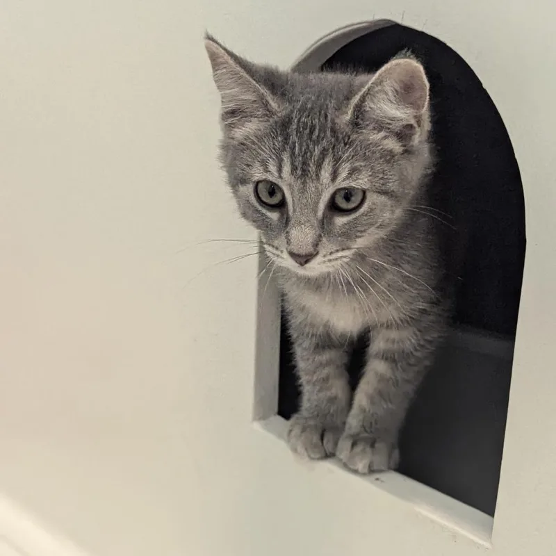 A baby medium-sized female Tabby (Gray / Blue / Silver) Domestic Short Hair cat named Celeste for adoption in Fenton, MI