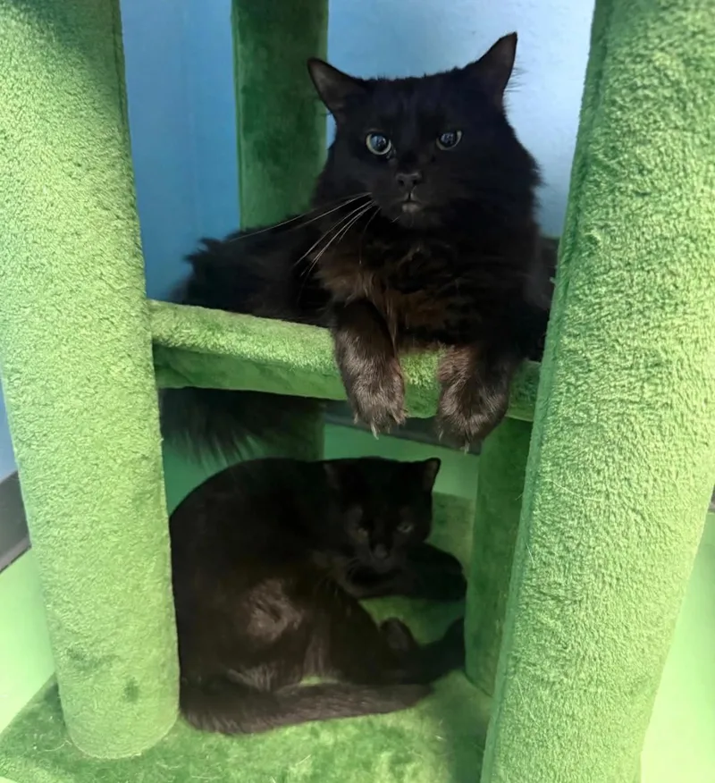 A young medium-sized male Domestic Long Hair cat named Boo for adoption in PHOENIX, AZ