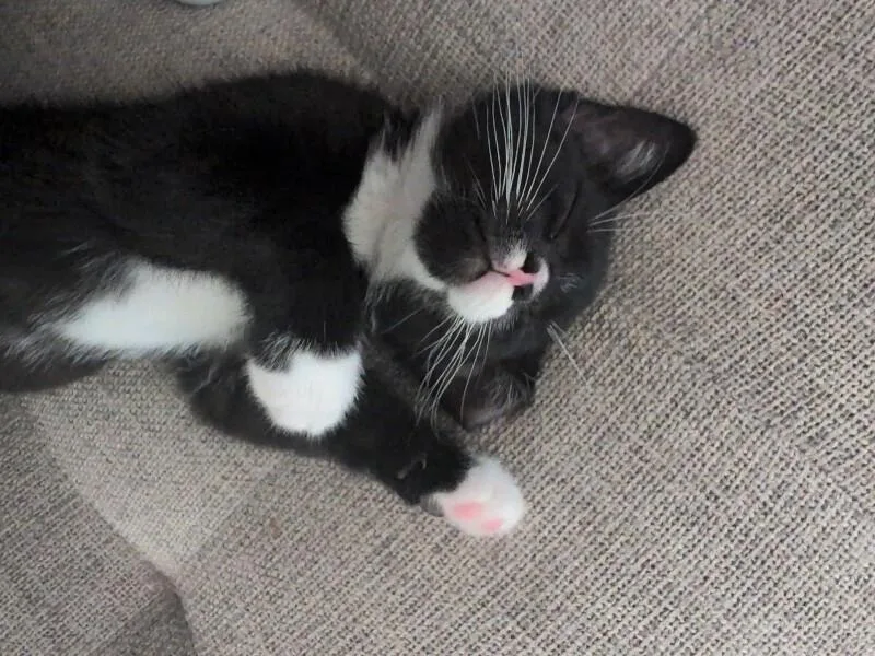 A baby medium-sized male Black & White / Tuxedo Domestic Short Hair cat named Andy Dwyer for adoption in Colmar, PA
