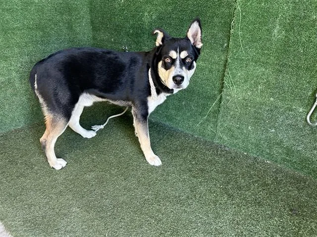 A young large-sized male Siberian Husky dog named Harper for adoption in Lancaster, CA