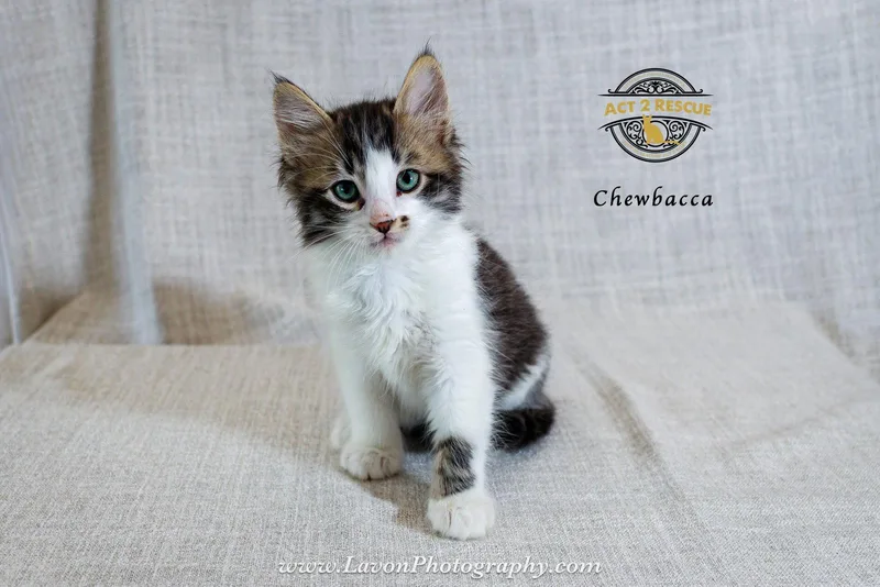 A young medium-sized male Domestic Medium Hair cat named Chewbacca for adoption in Riverside, CA