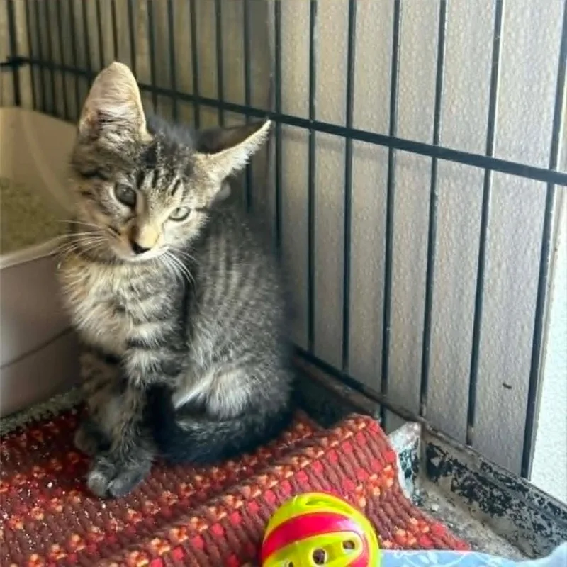 A baby small-sized female Brown / Chocolate Domestic Short Hair cat named Yoshi for adoption in Stephenville, TX