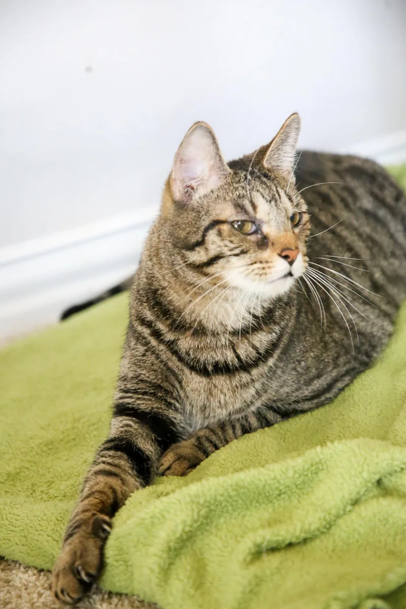 An adult medium-sized male Tabby (Brown / Chocolate) Domestic Short Hair cat named Cayenne for adoption in Fort Worth, TX