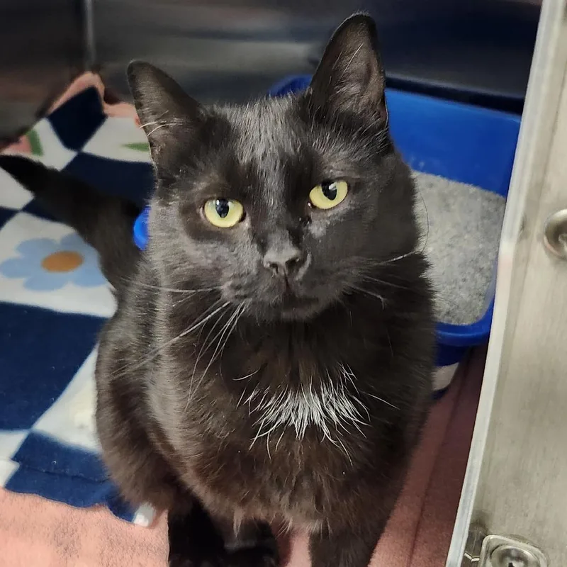 A young medium-sized female Black Domestic Short Hair cat named Lonnie for adoption in Columbia Station, OH