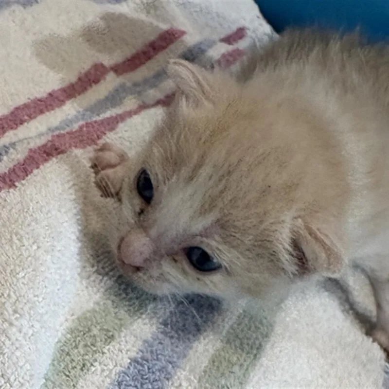 A baby small-sized female Orange / Red Domestic Short Hair cat named Cora for adoption in Webster, TX
