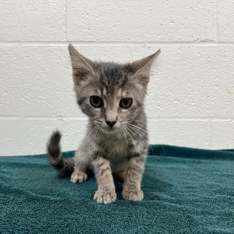 A young medium-sized female Torbie Domestic Short Hair cat named Daphne for adoption in Verona, VA