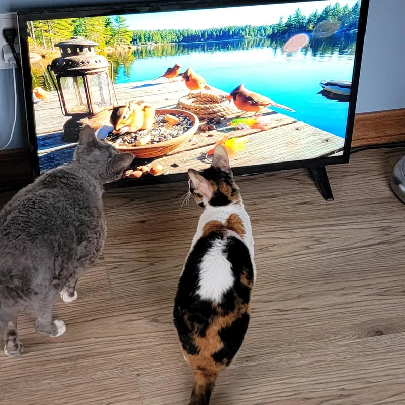 Mazie And Milo thumbnail 3