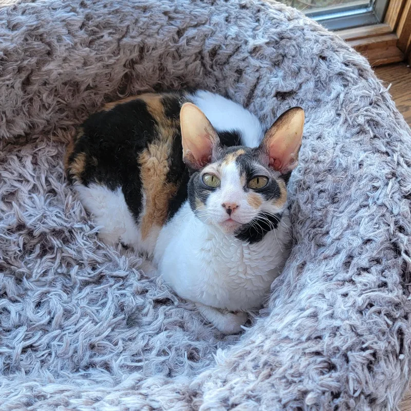 Mazie And Milo thumbnail 4