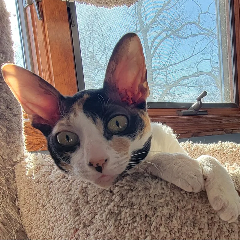 Mazie And Milo thumbnail 6