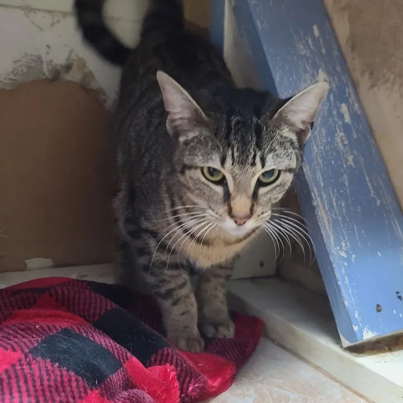 Roseline thumbnail 2