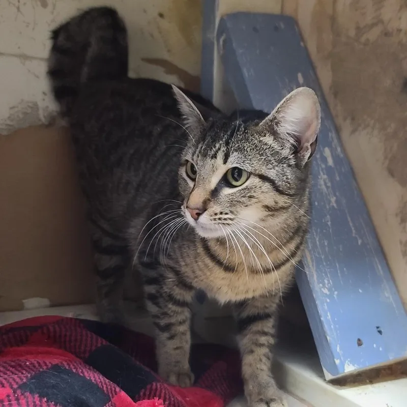 Roseline thumbnail 4