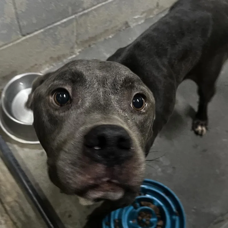 An adult medium-sized male Gray / Blue / Silver Mixed Breed dog named Maverick for adoption in Summerville, SC