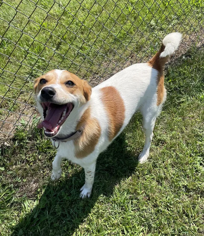 A young medium-sized female Mixed Breed dog named Winnie for adoption in Jackson, MI