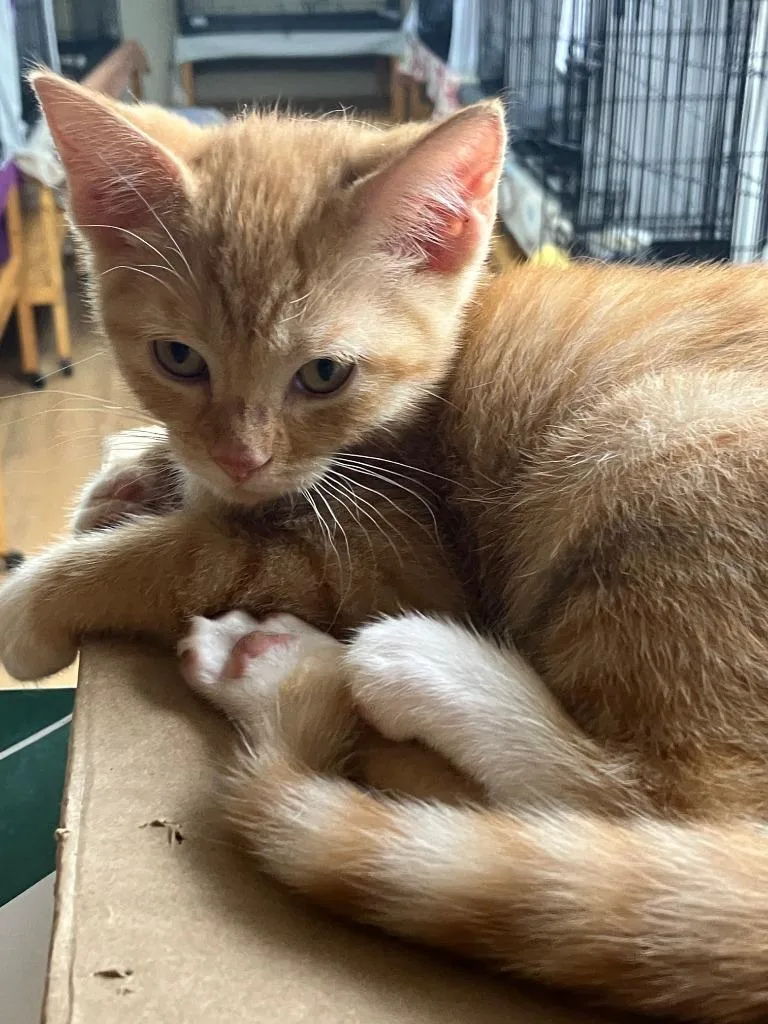 A baby small-sized female Domestic Short Hair cat named Chutney for adoption in Lunenburg, MA