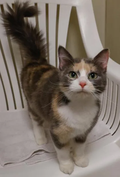 A young medium-sized female Domestic Long Hair cat named Rhea for adoption in Verona, WI