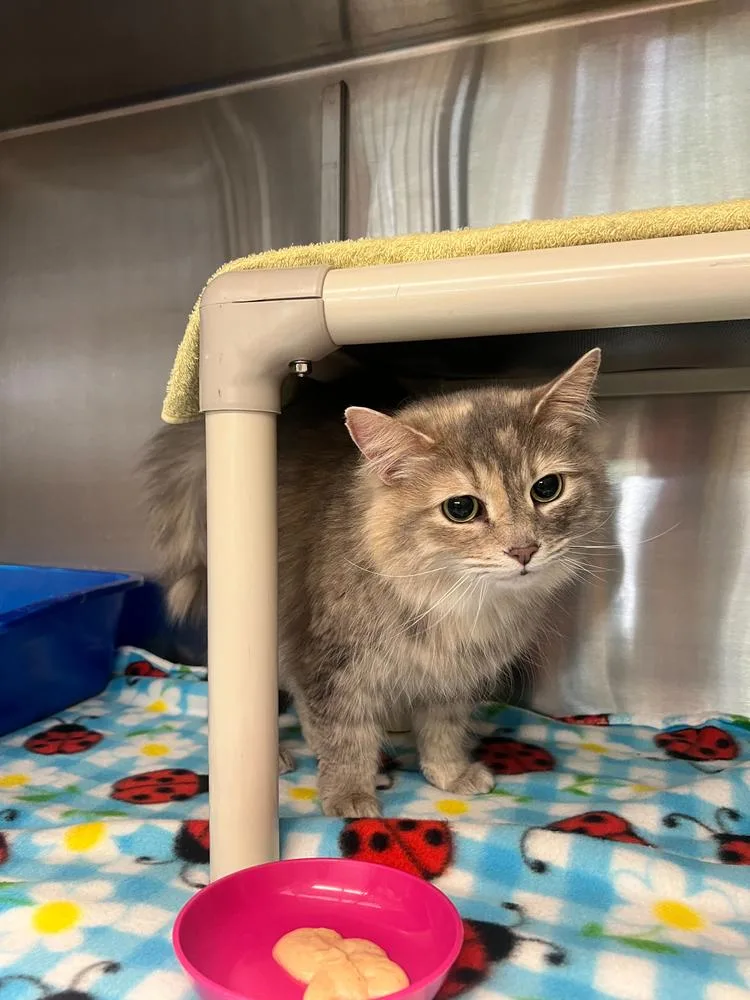 A senior large-sized female Domestic Long Hair cat named Beefy  Layer Burrito for adoption in Bowling Green, OH