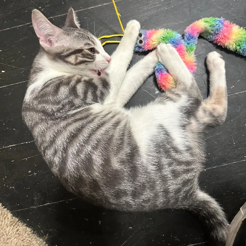 A baby medium-sized male Tabby (Gray / Blue / Silver) Domestic Short Hair cat named Shadow for adoption in East Brunswick, NJ