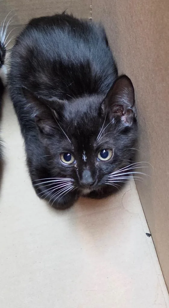 A baby medium-sized female Domestic Short Hair cat named Naomi for adoption in Tampa, FL