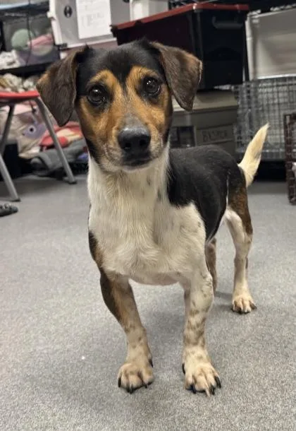 An adult small-sized male Parson Russell Terrier dog named Buddy for adoption in West Chester, PA
