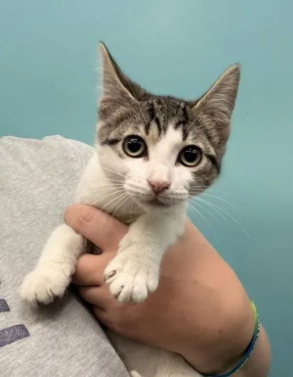 A baby small-sized female Domestic Short Hair cat named Weird Barbie for adoption in New Orleans, LA
