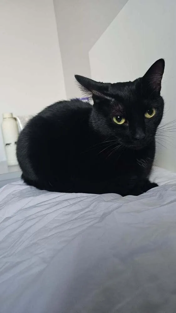 An adult small-sized female Domestic Short Hair cat named Beck for adoption in Chicago, IL