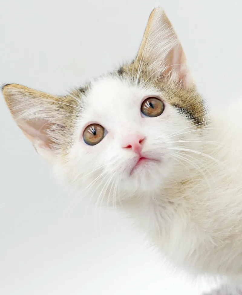 A baby small-sized female Tabby (Tiger Striped) Turkish Van cat named Vegas is going to for adoption in Bedford Hills, NY