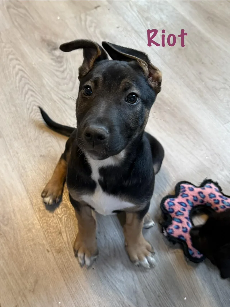 A baby large-sized female German Shepherd Dog dog named Gunner  Pyro And for adoption in Succasunna, NJ