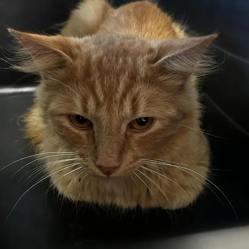 A young small-sized male Domestic Medium Hair cat named Jackal for adoption in Spruce Pine, NC