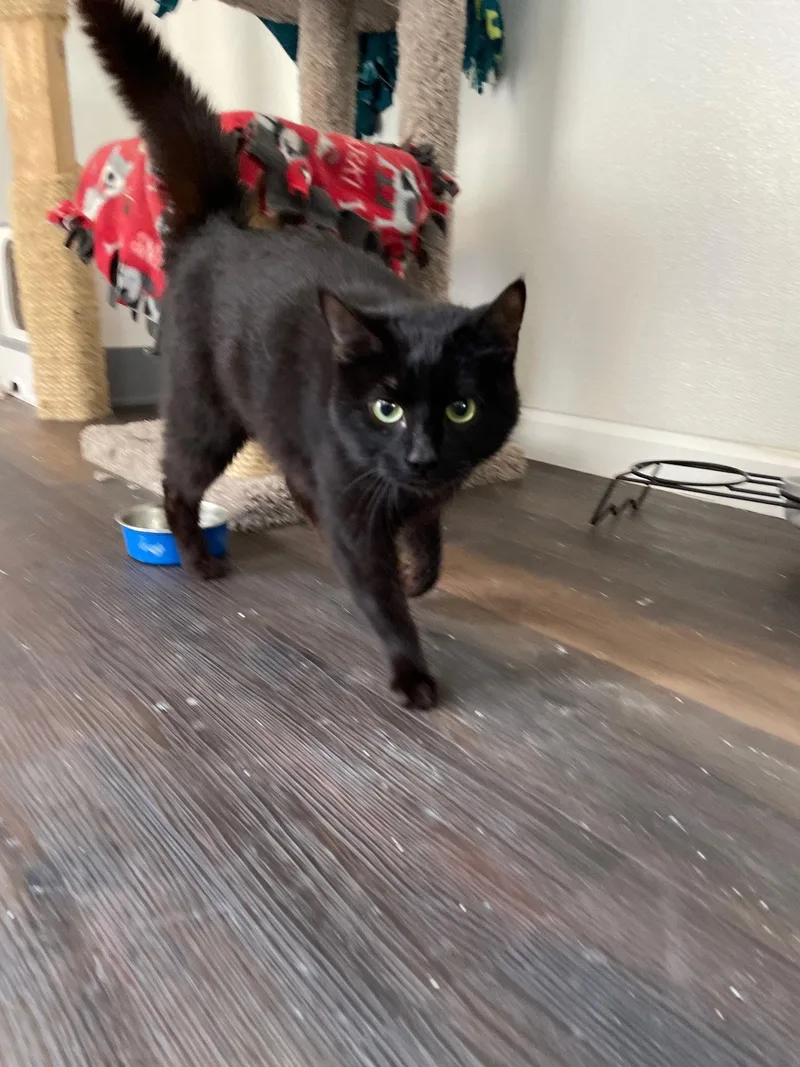 An adult medium-sized female Black Domestic Short Hair cat named Balenciaga for adoption in Island Lake, IL