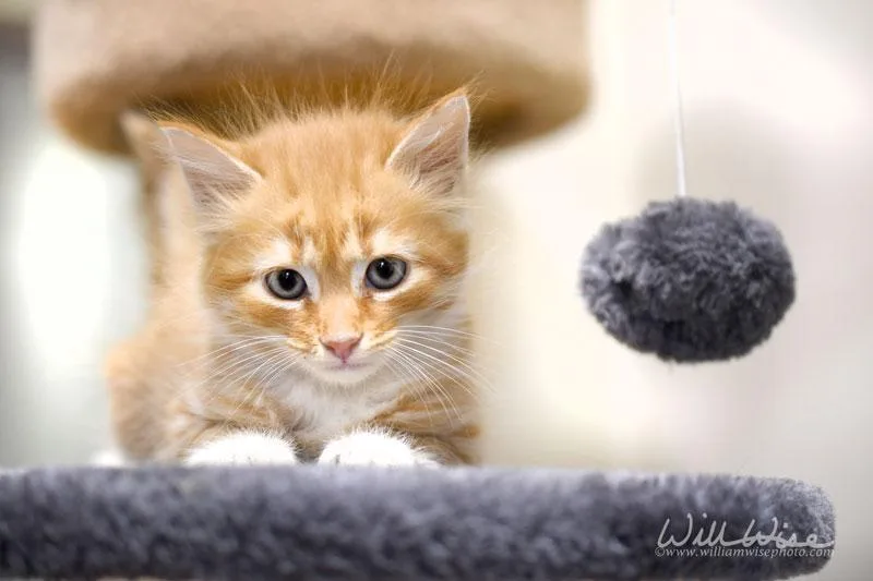 A baby medium-sized female Orange & White Domestic Short Hair cat named Ama for adoption in Monroe, GA