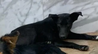 A young medium-sized male Mixed Breed dog named Casey for adoption in Tucumcari, NM