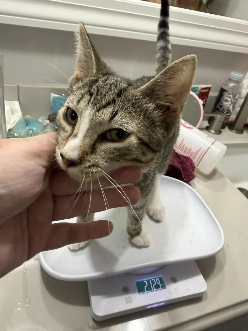 A baby medium-sized male Domestic Short Hair cat named Sake for adoption in Stewartsville, NJ